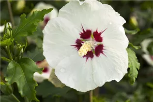 Hibiscus syriacus 'Red Heart' - Garteneibisch 'Red Heart'