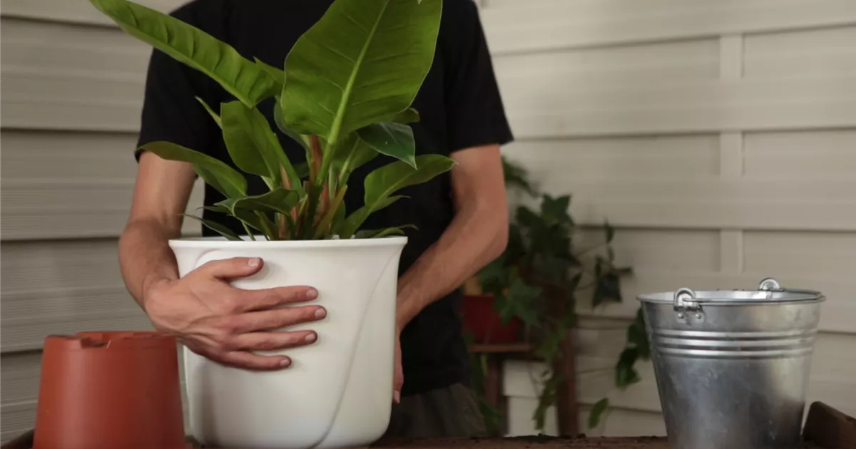  - Philodendron - Einpflanzen in ein Gefäß