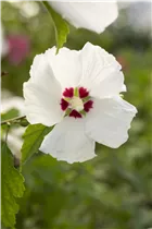 Hibiscus syriacus 'Red Heart' - Garteneibisch 'Red Heart'