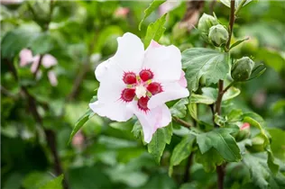 Hibiscus syriacus 'Red Heart' - Garteneibisch 'Red Heart'
