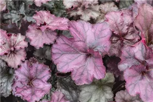 Heuchera 'Rex Purple' - Purpurglöckchen 'Rex Purple'