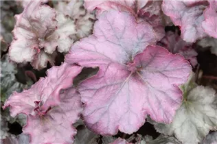 Heuchera 'Rex Purple' - Purpurglöckchen 'Rex Purple'