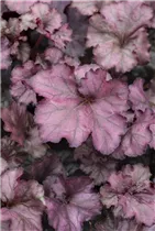 Heuchera 'Rex Purple' - Purpurglöckchen 'Rex Purple'