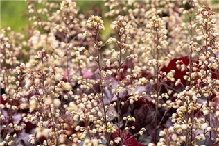 Heuchera 'Rex Purple' - Purpurglöckchen 'Rex Purple'