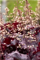 Heuchera 'Rex Purple' - Purpurglöckchen 'Rex Purple'
