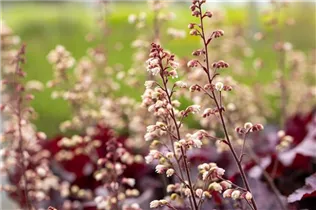 Heuchera 'Rex Purple' - Purpurglöckchen 'Rex Purple'