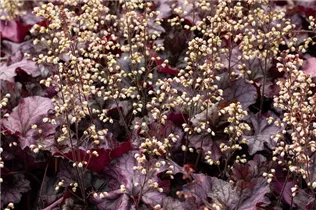 Heuchera 'Rex Purple' - Purpurglöckchen 'Rex Purple'