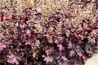 Heuchera 'Rex Purple' - Purpurglöckchen 'Rex Purple'