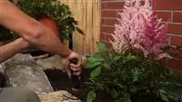 - Astilbe - Einpflanzen im Garten  - Astilbe - Einpflanzen im Garten