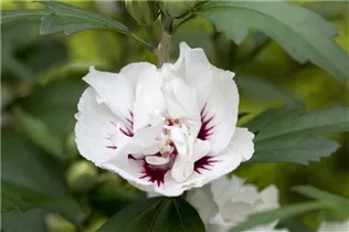 Hibiscus syriacus 'Speciosus' - Garteneibisch 'Speciosus'