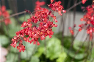 Heuchera sanguinea 'Ruby Bells' - Garten-Purpurglöckchen 'Ruby Bells'