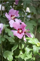 Hibiscus syriacus 'Woodbridge' - Garteneibisch 'Woodbridge'