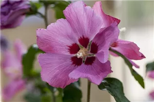Hibiscus syriacus 'Woodbridge' - Garteneibisch 'Woodbridge'