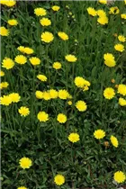 Hieracium pilosella - Kleines Habichtskraut Hieracium pilosella - Kleines Habichtskraut