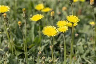 Hieracium pilosella 'Niveum' - Kleines Habichtskraut 'Niveum' Hieracium pilosella 'Niveum' - Kleines Habichtskraut 'Niveum'