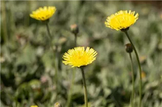 Hieracium pilosella 'Niveum' - Kleines Habichtskraut 'Niveum' Hieracium pilosella 'Niveum' - Kleines Habichtskraut 'Niveum'