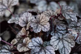 Heuchera 'Sugar Frosting' - Garten-Silberglöckchen 'Sugar Frosting'