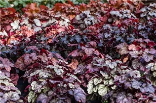 Heuchera 'Sugar Frosting' - Garten-Silberglöckchen 'Sugar Frosting'