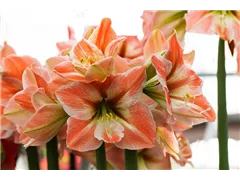Hippeastrum 'Apricot Parfait' - Ritterstern 'Apricot Parfait' Hippeastrum 'Apricot Parfait' - Ritterstern 'Apricot Parfait'