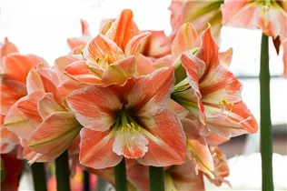 Hippeastrum 'Apricot Parfait' - Ritterstern 'Apricot Parfait' Hippeastrum 'Apricot Parfait' - Ritterstern 'Apricot Parfait'