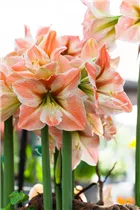 Hippeastrum 'Apricot Parfait' - Ritterstern 'Apricot Parfait' Hippeastrum 'Apricot Parfait' - Ritterstern 'Apricot Parfait'