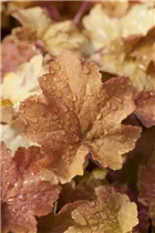 Heuchera villosa 'Caramel' - Garten-Purpurglöckchen 'Caramel' 