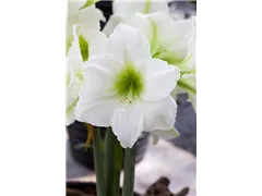 Hippeastrum 'Belladonna'® - Ritterstern 'Belladonna'® Hippeastrum 'Belladonna'® - Ritterstern 'Belladonna'®
