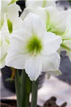 Hippeastrum 'Belladonna'® - Ritterstern 'Belladonna'® Hippeastrum 'Belladonna'® - Ritterstern 'Belladonna'®