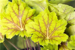 Heuchera villosa 'Electra'® - Garten-Purpurglöckchen 'Electra'® Heuchera villosa 'Electra'® - Garten-Purpurglöckchen 'Electra'®