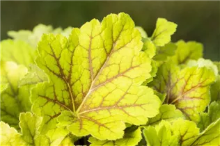 Heuchera villosa 'Electra'® - Garten-Purpurglöckchen 'Electra'® Heuchera villosa 'Electra'® - Garten-Purpurglöckchen 'Electra'®