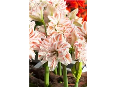 Hippeastrum 'Dancing Queen'® - Ritterstern 'Dancing Queen'® Hippeastrum 'Dancing Queen'® - Ritterstern 'Dancing Queen'®