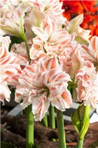 Hippeastrum 'Dancing Queen'® - Ritterstern 'Dancing Queen'® Hippeastrum 'Dancing Queen'® - Ritterstern 'Dancing Queen'®