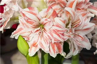 Hippeastrum 'Dancing Queen'® - Ritterstern 'Dancing Queen'® Hippeastrum 'Dancing Queen'® - Ritterstern 'Dancing Queen'®