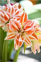 Hippeastrum 'Dancing Queen'® - Ritterstern 'Dancing Queen'® Hippeastrum 'Dancing Queen'® - Ritterstern 'Dancing Queen'®