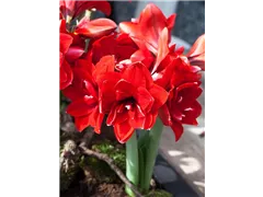 Hippeastrum 'Double Dream' - Ritterstern 'Double Dream' Hippeastrum 'Double Dream' - Ritterstern 'Double Dream'