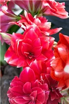 Hippeastrum 'Double Dream' - Ritterstern 'Double Dream' Hippeastrum 'Double Dream' - Ritterstern 'Double Dream'