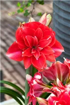 Hippeastrum 'Double Dream' - Ritterstern 'Double Dream' Hippeastrum 'Double Dream' - Ritterstern 'Double Dream'