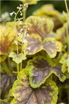 Heucherella alba 'Solar Eclipse'® - Garten-Bastardschaumblüte 'Solar Eclipse'®