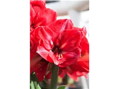 Hippeastrum 'Hercules' - Ritterstern 'Hercules' Hippeastrum 'Hercules' - Ritterstern 'Hercules'