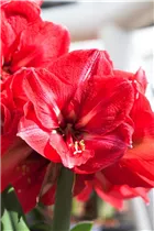 Hippeastrum 'Hercules' - Ritterstern 'Hercules' Hippeastrum 'Hercules' - Ritterstern 'Hercules'
