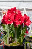 Hippeastrum 'Hercules' - Ritterstern 'Hercules' Hippeastrum 'Hercules' - Ritterstern 'Hercules'