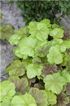 Heucherella 'Solar Power' - Purpurglöckchen