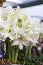 Hippeastrum 'Ice Queen' - Ritterstern 'Ice Queen' Hippeastrum 'Ice Queen' - Ritterstern 'Ice Queen'