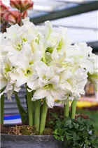 Hippeastrum 'Ice Queen' - Ritterstern 'Ice Queen' Hippeastrum 'Ice Queen' - Ritterstern 'Ice Queen'