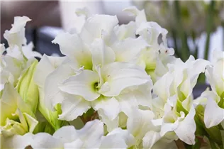 Hippeastrum 'Ice Queen' - Ritterstern 'Ice Queen' Hippeastrum 'Ice Queen' - Ritterstern 'Ice Queen'