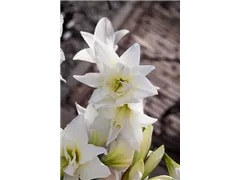 Hippeastrum 'Jewel' - Ritterstern 'Jewel' Hippeastrum 'Jewel' - Ritterstern 'Jewel'