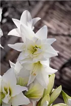 Hippeastrum 'Jewel' - Ritterstern 'Jewel' Hippeastrum 'Jewel' - Ritterstern 'Jewel'