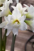 Hippeastrum 'Jewel' - Ritterstern 'Jewel' Hippeastrum 'Jewel' - Ritterstern 'Jewel'