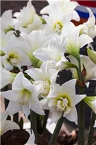 Hippeastrum 'Jewel' - Ritterstern 'Jewel' Hippeastrum 'Jewel' - Ritterstern 'Jewel'