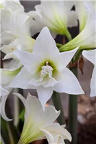 Hippeastrum 'Jewel' - Ritterstern 'Jewel' Hippeastrum 'Jewel' - Ritterstern 'Jewel'